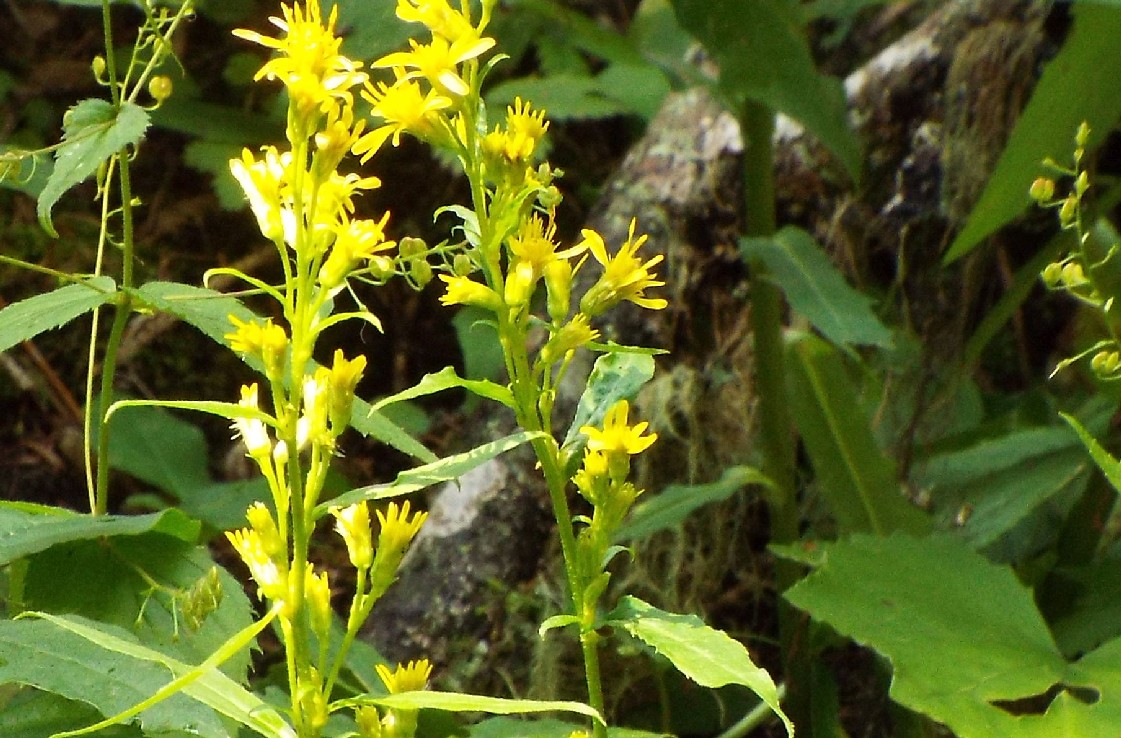 Asteraceae: Solidago virgaurea